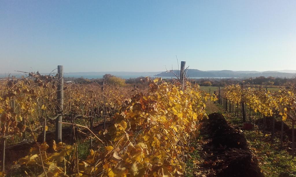 Koczor Winery & Guesthouse บาลาตอนฟือเรด ภายนอก รูปภาพ